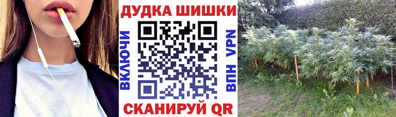 купить закладку  площадка Telegram  Бошки Шишки план  Кинель 